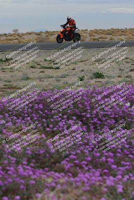 media/Jan-14-2023-SoCal Trackdays (Sat) [[497694156f]]/Turn 14 Exit Bloomig (145pm)/